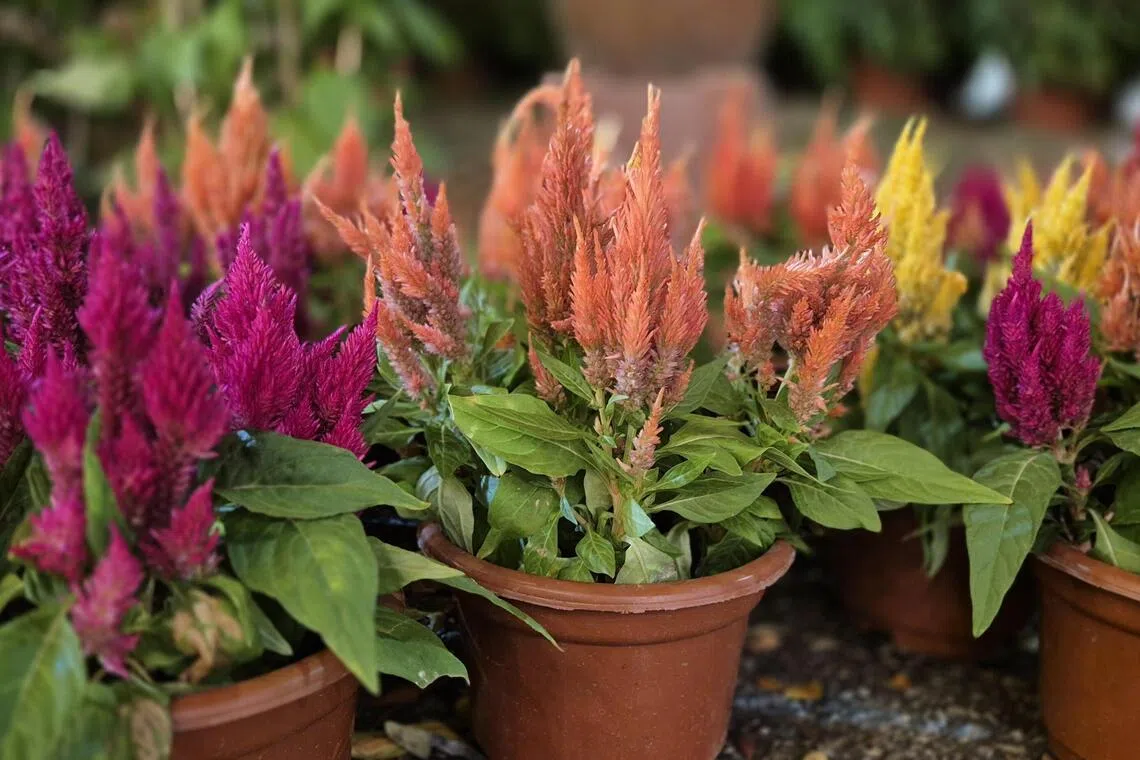 矮生鸡冠花代表繁荣与喜庆，各色花朵经久不凋。（林弘谕摄）