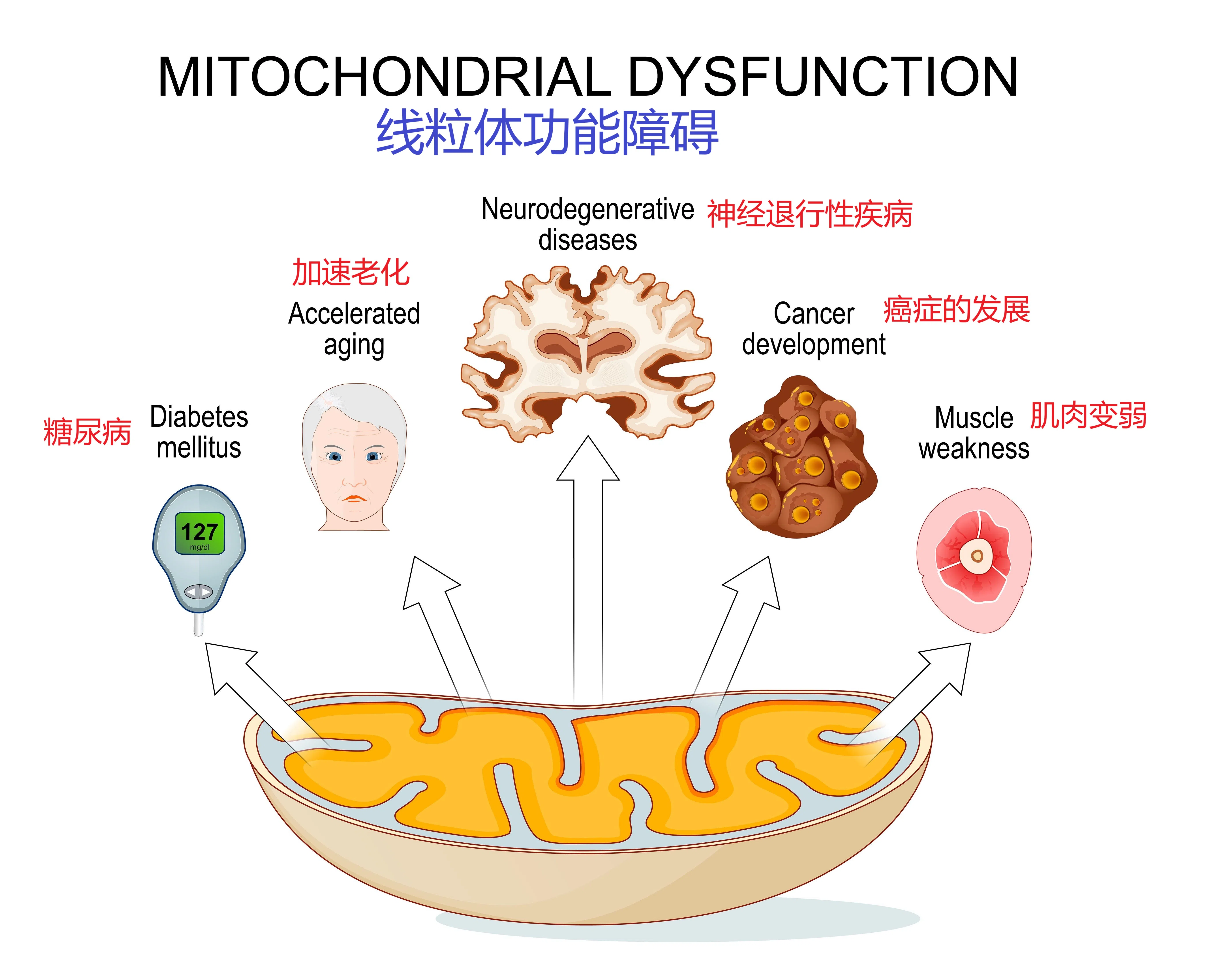 身体各个部位线粒体的状况会直接影响全身系统的运作，线粒体与人体的老化和免疫也有重大关联。（iStock图片）
