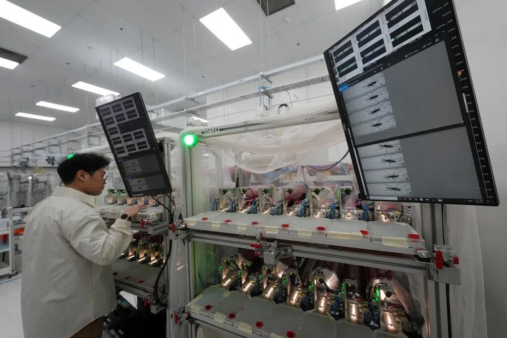 连蚊子也要经过人工智能筛选才能“出街”？本地产蚊厂扩建升级，通过人工智能辨别蚊子性别，确保只释放不会叮人的雄蚊，并在培育过程中引入自动化技术，以智能化方式进一步加强骨痛热症防控工作。