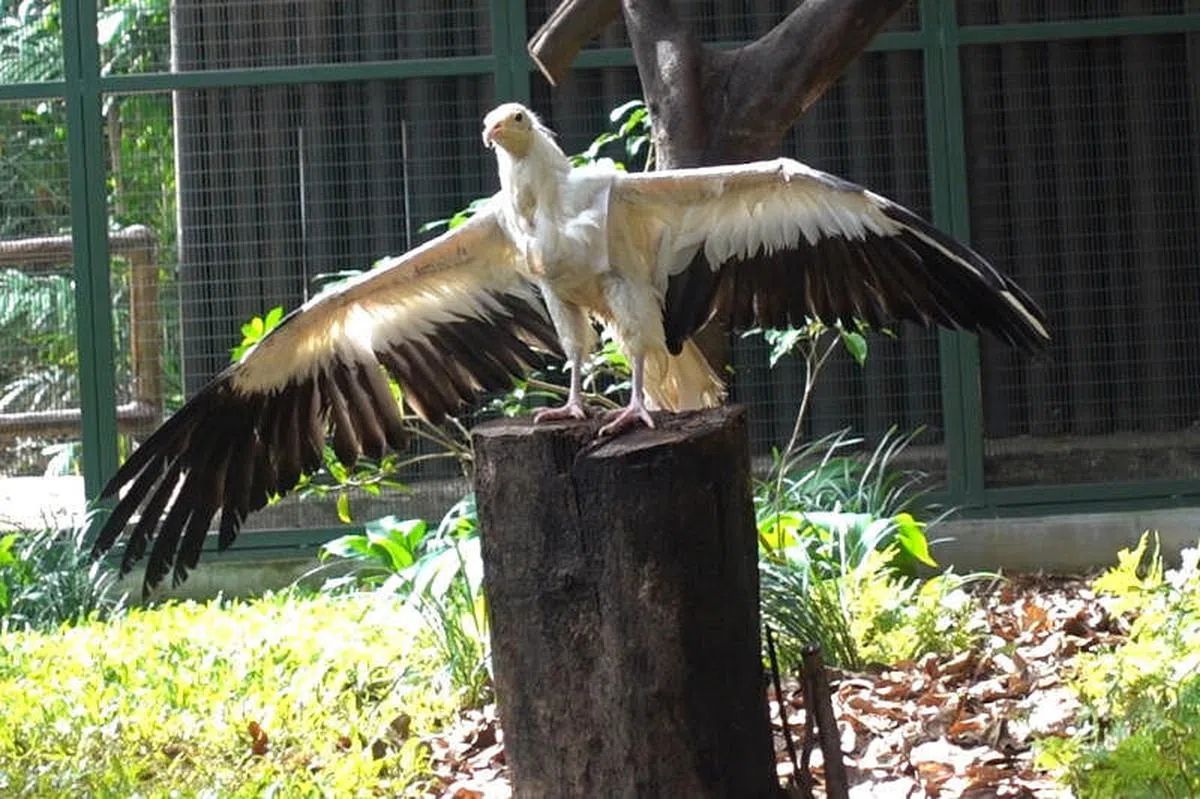 （取自万态保育集团面簿）