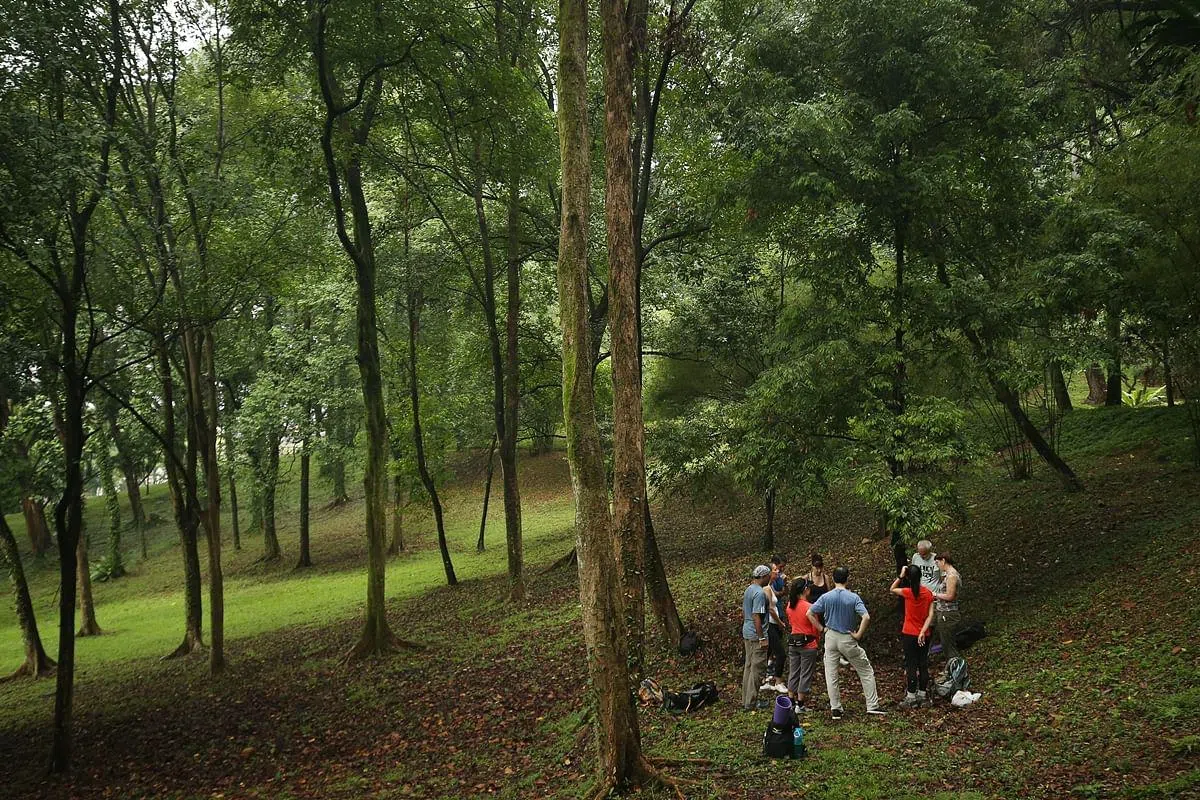 森林浴缓慢的步调能帮助人们打开心扉，唤醒感官。（档案照片）