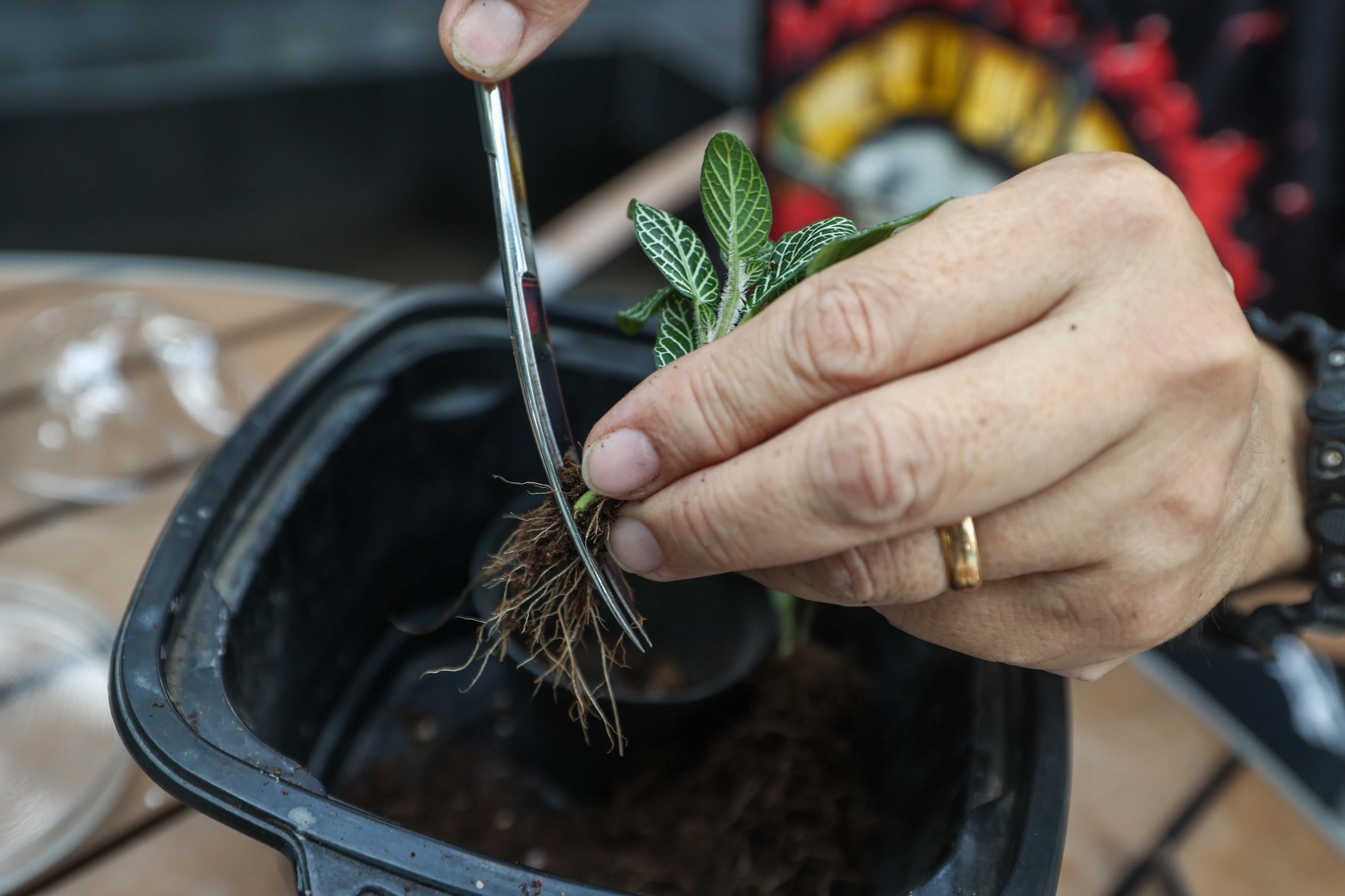 先清除植物上的多余土壤，修剪根系后才栽入瓶中。（白艳琳摄）