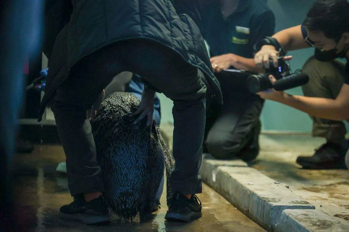 开始搬家前，护理团队为每只企鹅都做身体检查，也为部分企鹅剪了指甲。（白艳琳摄）