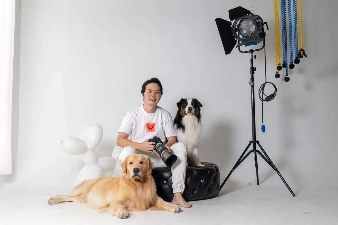 陈伟民是爱狗之人，家里养了一头澳洲牧羊犬和黄金猎犬。（吴先邦摄影）