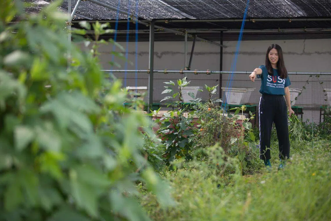 跃大天台农场将在7月29日开放给报名的公众参观。（特约摄影沈康雄摄）