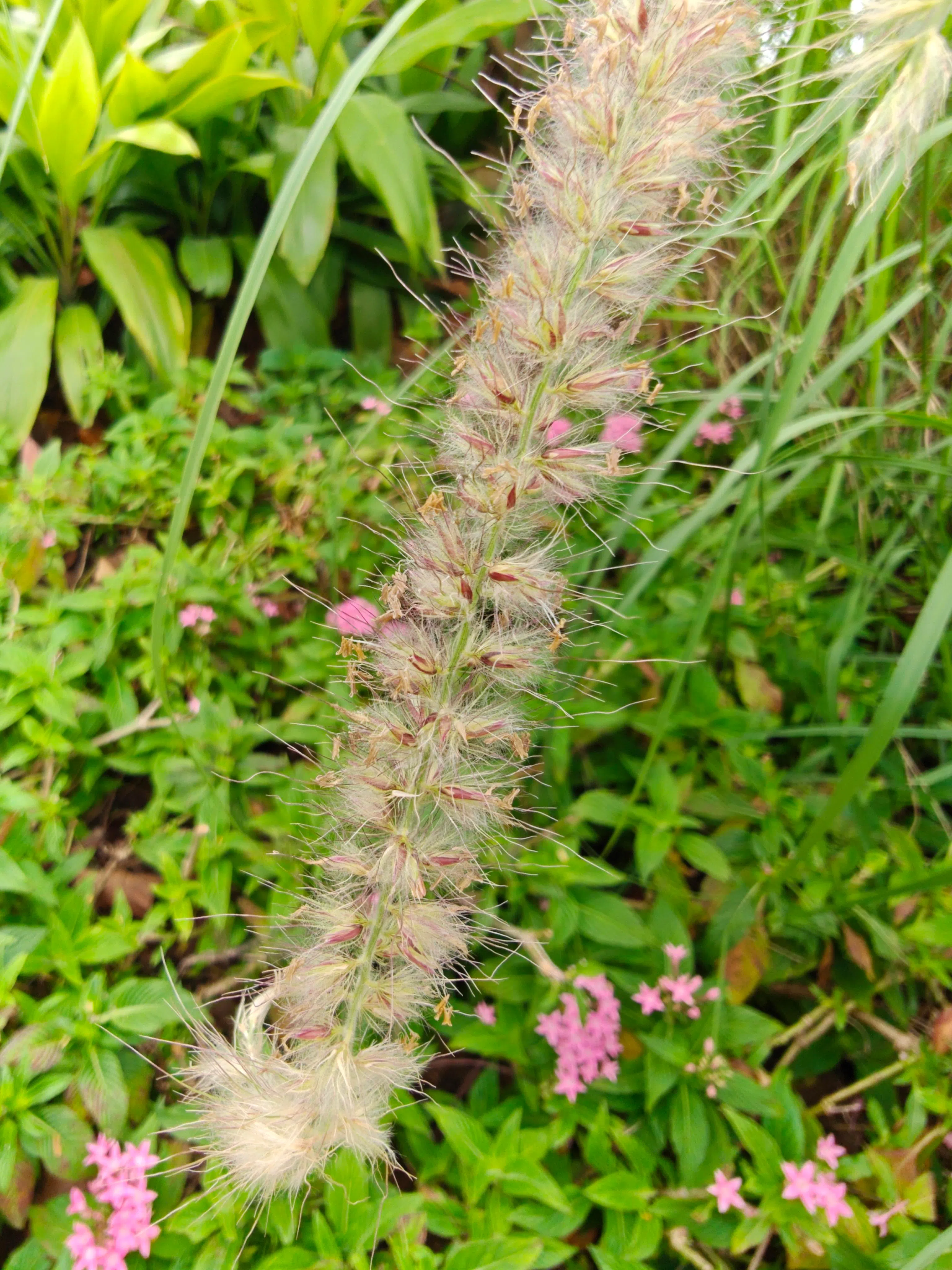 微距模式可清晰拍出植物细节。（黄少伟摄）