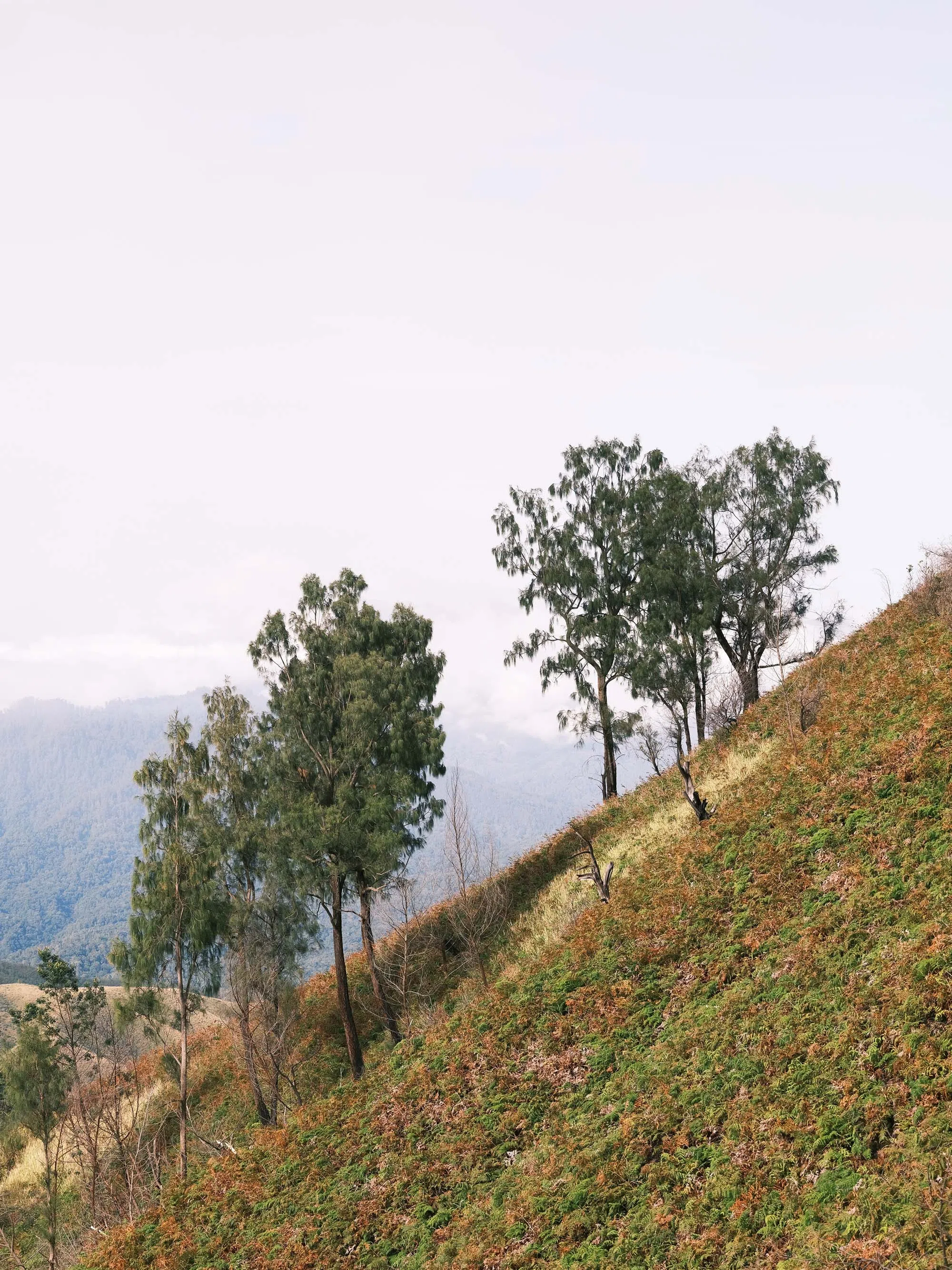 伊真火山的山坡。（钟俊鸿摄）