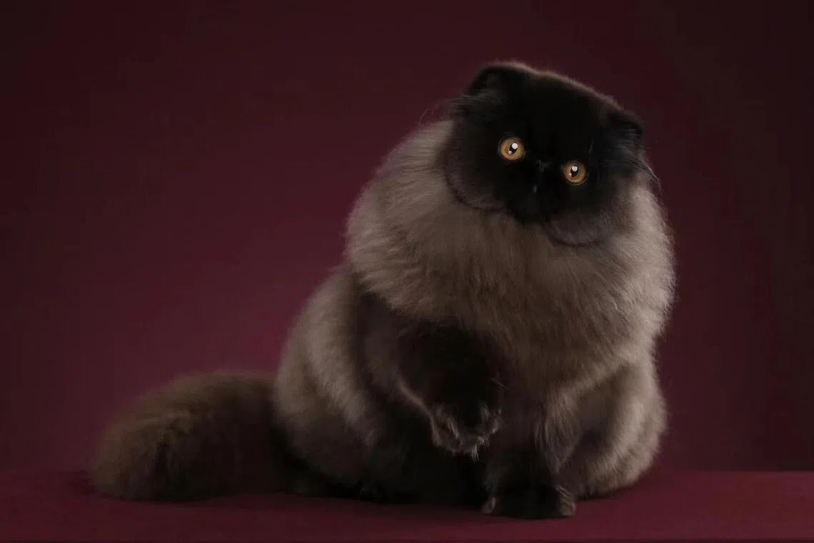 波斯猫是最古老的长毛猫种之一，性情温顺，易于驯养。（受访者提供）