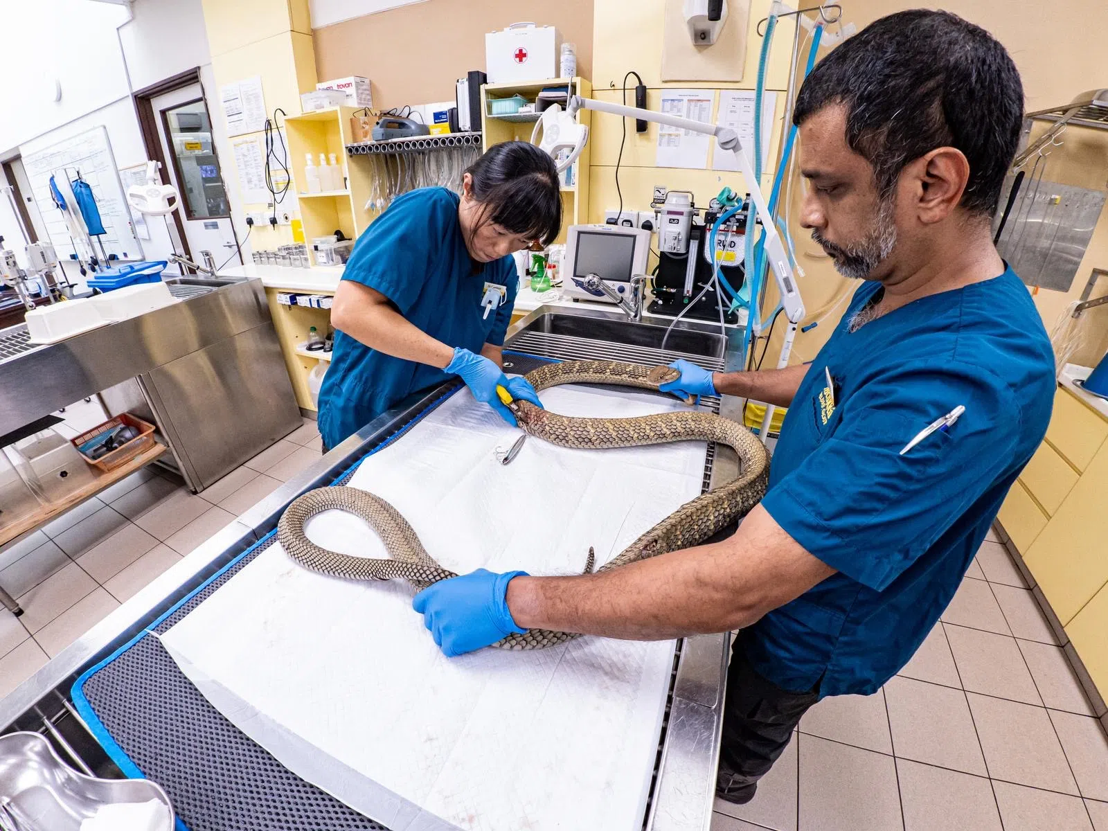 杨燕枫医生（左）与同事救治一条遭钓鱼钩刺伤的眼镜蛇王。（万态保育集团提供）