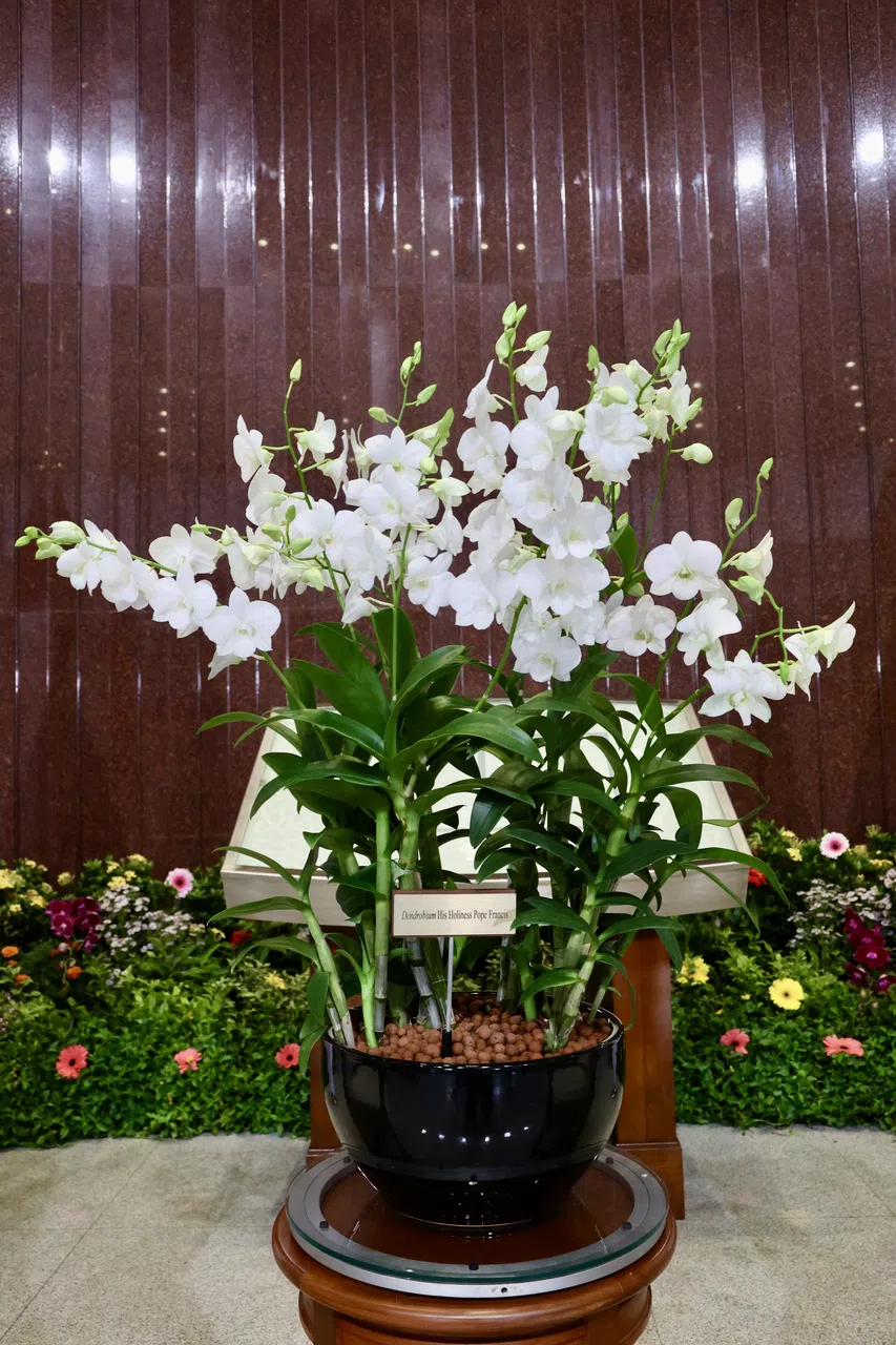 以方济各命名的“教宗方济各石斛兰”（Dendrobium His Holiness Pope Francis），花序约40至60厘米长，呈半拱形。每个花序可开出10至20朵花，各约八厘米宽。（邝启聪摄）