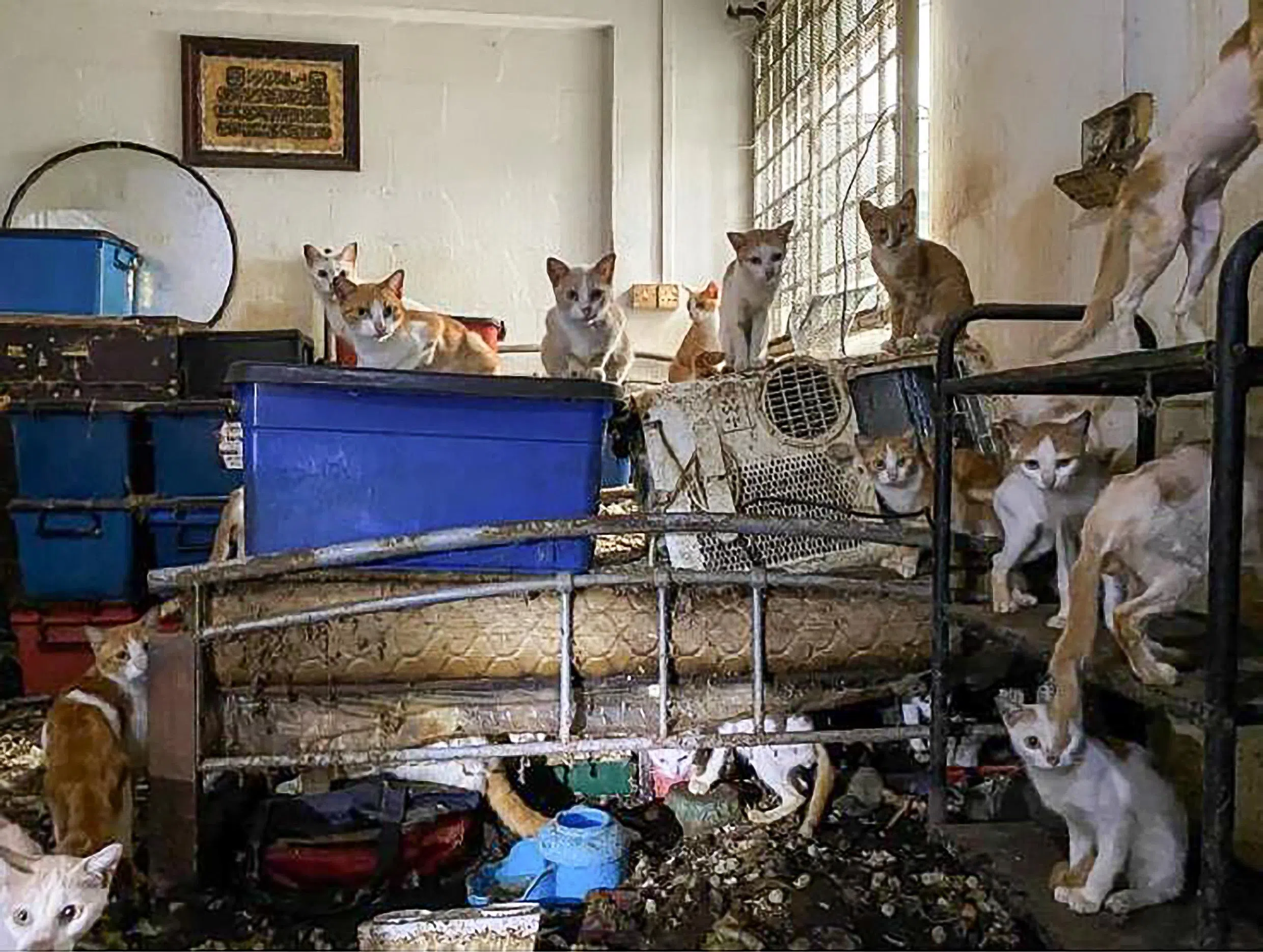 猫咪所处环境被既肮脏又不卫生，兽医指这些猫咪经历了痛苦和折磨。（国家公园局提供）