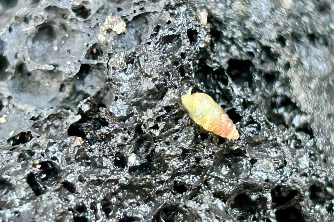 自然爱好者刘永立在滨海湾花园的另一角落，发现贝克氏蜗牛。（受访者提供）