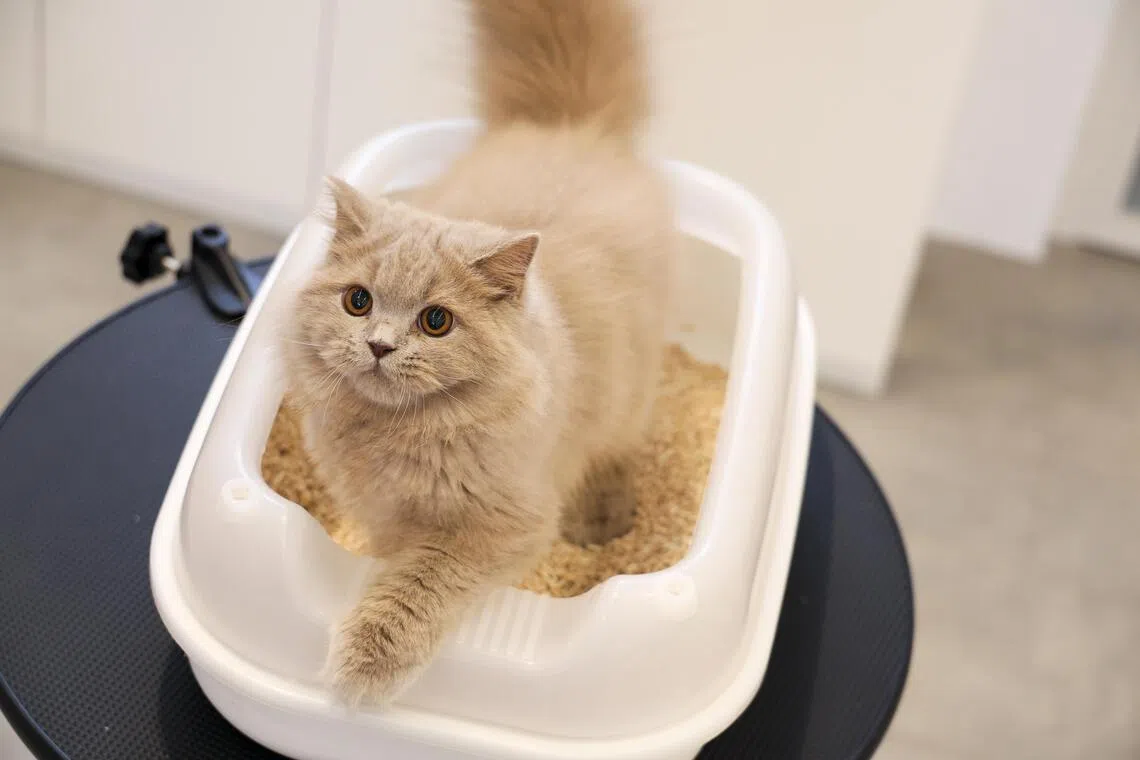 第一天把爱猫带回家，可开始让它养成使用猫砂盆的习惯。（张俊杰摄）