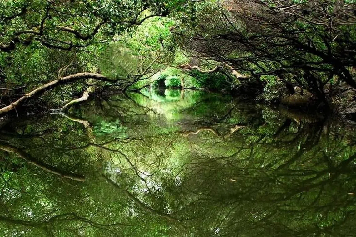 四草绿色隧道倒映出另一片红树林世界，尽头出现“天使之吻”。（台南观光局提供）