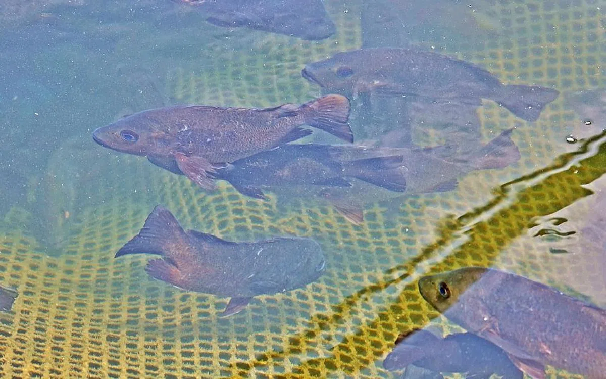  阿华奎笼直接把水产送到消费者家里。清晨捕捞的鲜鱼，傍晚6点前直抵家门。图为赤枣／红友鱼（mangrove jack）。（龙国雄摄）