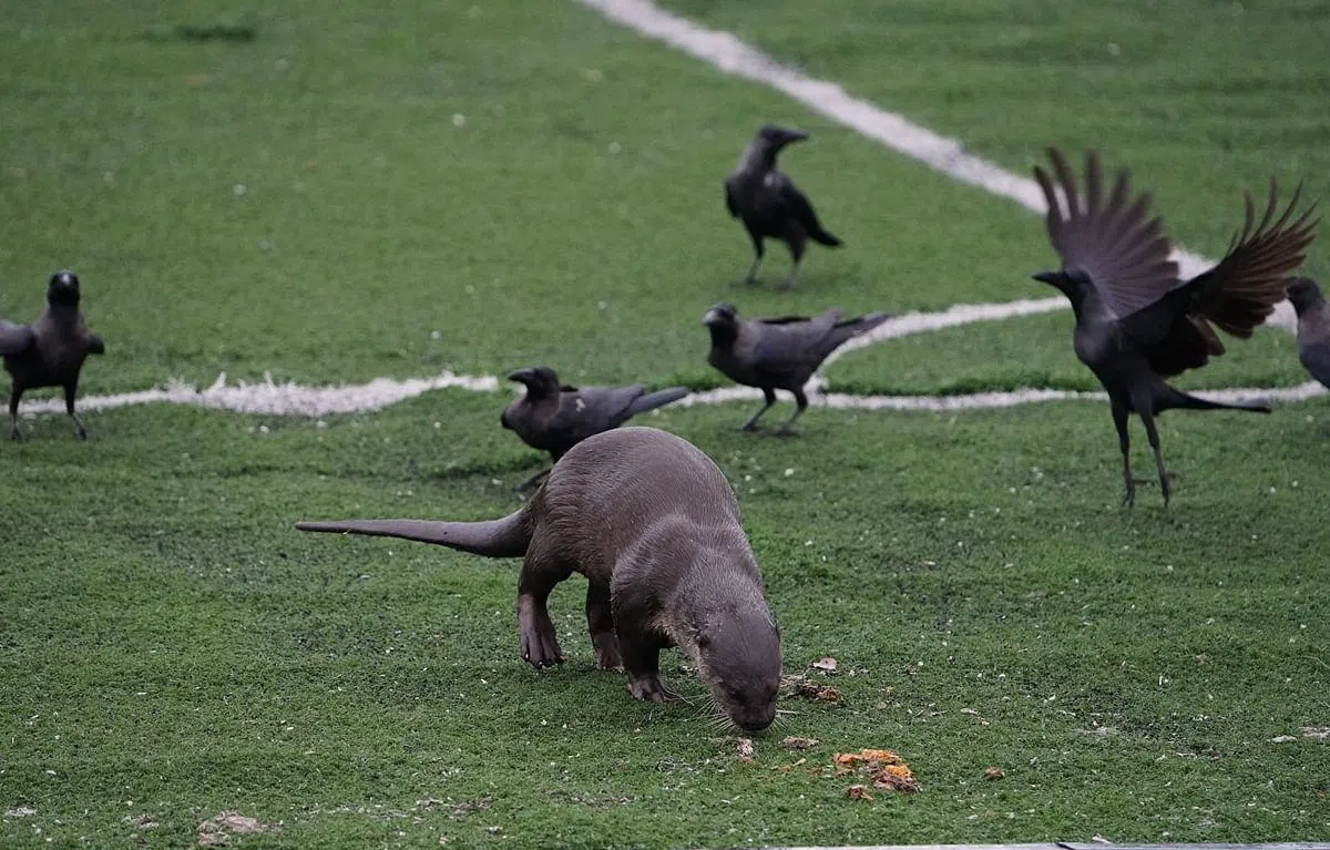乌鸦静观水獭进食，伺机行动。（何家俊摄）