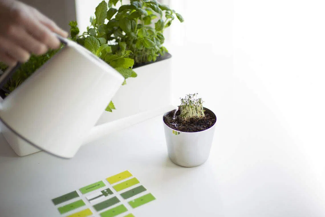 Forest & Whale的设计作品《壁花》。（Forest & Whale提供）