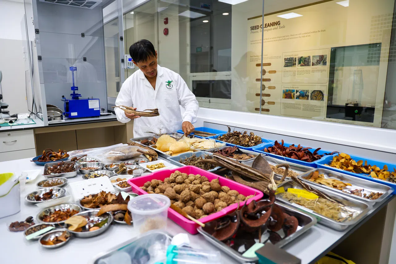 保存种子是大学问，研究员投入了大量的心血和精力。保存一颗种子不仅仅是为了保留物种，长远来看，是为了保留人类和万物的生存环境。（林明顺摄）