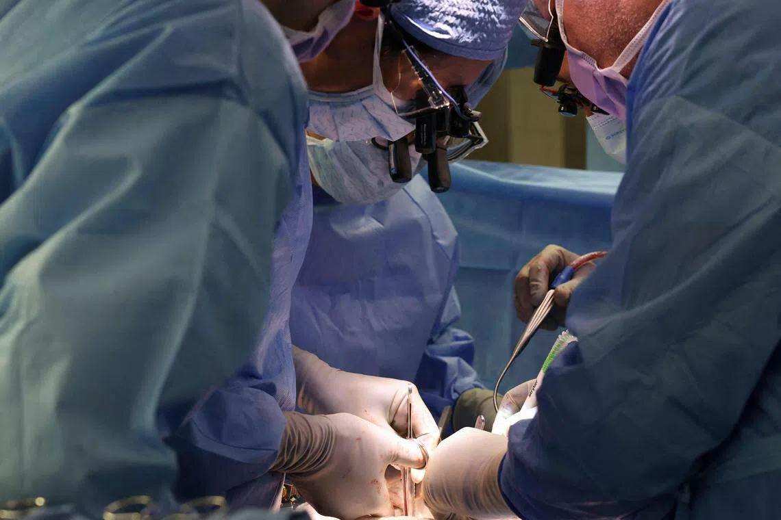 在长达四小时的手术后，医生团队成功把猪肾移植到男病患体内，为全球首例。（法新社）