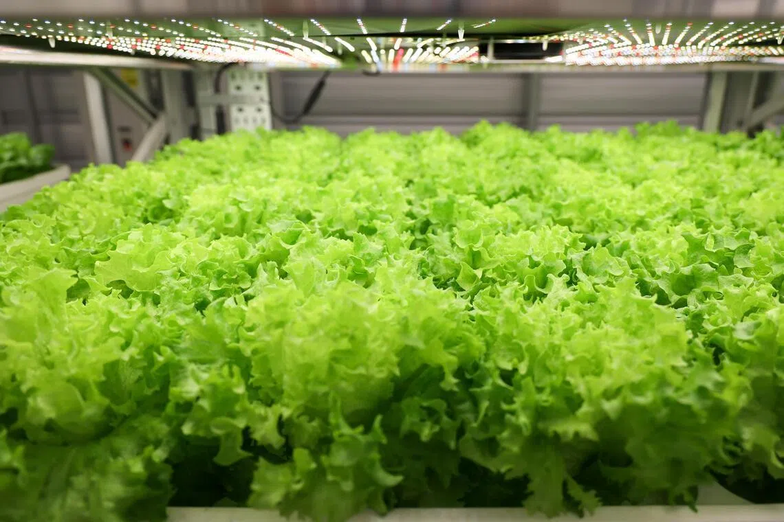 Greenphyto农场共设五个种植室，全数投入运作后，每年可生产多达2000公吨的蔬菜。（张俊杰摄）