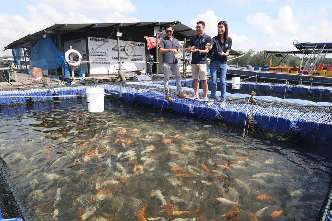 渔排主兼新加坡渔农协会会长郑明兴（左起）找上初创公司Ento Industries的创办人兼夫妻档潘颂恩及苏雯婷，合作研发以黑水虻幼虫作为鱼饲料，喂食海水养殖的本地产罗非鱼。（郑一鸣摄）