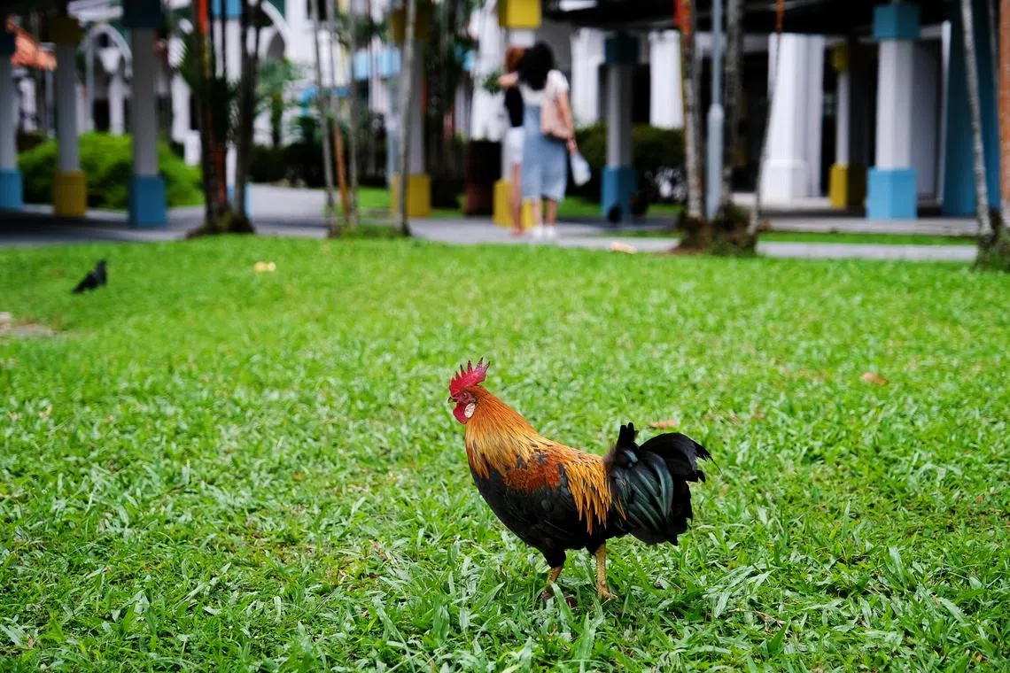 公园局说，野鸡能够在栖息地自行觅食生存，根本无需人类提供食物。（关俊威摄）
