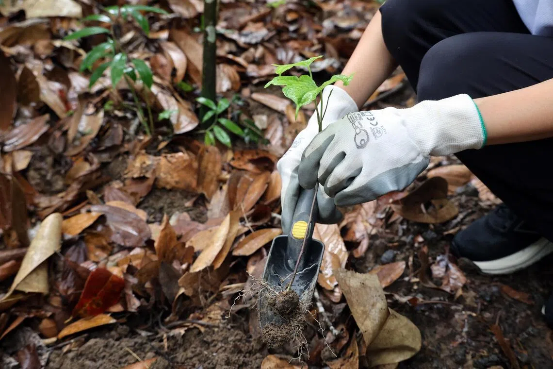 此次在温莎自然公园进行的入侵植物管理工作针对非洲薯蓣（Zanzibar Yam，俗称蝙蝠藤）展开。（邝启聪摄）