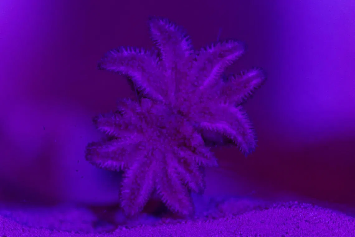 新加坡海洋生态馆是亚洲首个展出极危物种向日葵海星的水族馆，也是美国以外首个饲有这一物种，以保障种群数量的机构。向日葵海星曾因海星衰弱症，在2013年几乎灭绝。它的腕足会随成长不断增生，可达24只。体型最大可达一米，是体型最大的海星之一。（关俊威摄）