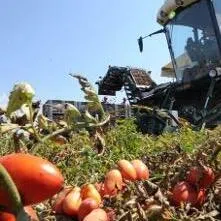 不同颜色的番茄反映糖分与酸度含量的差异，从而影响整体风味。（受访者提供）