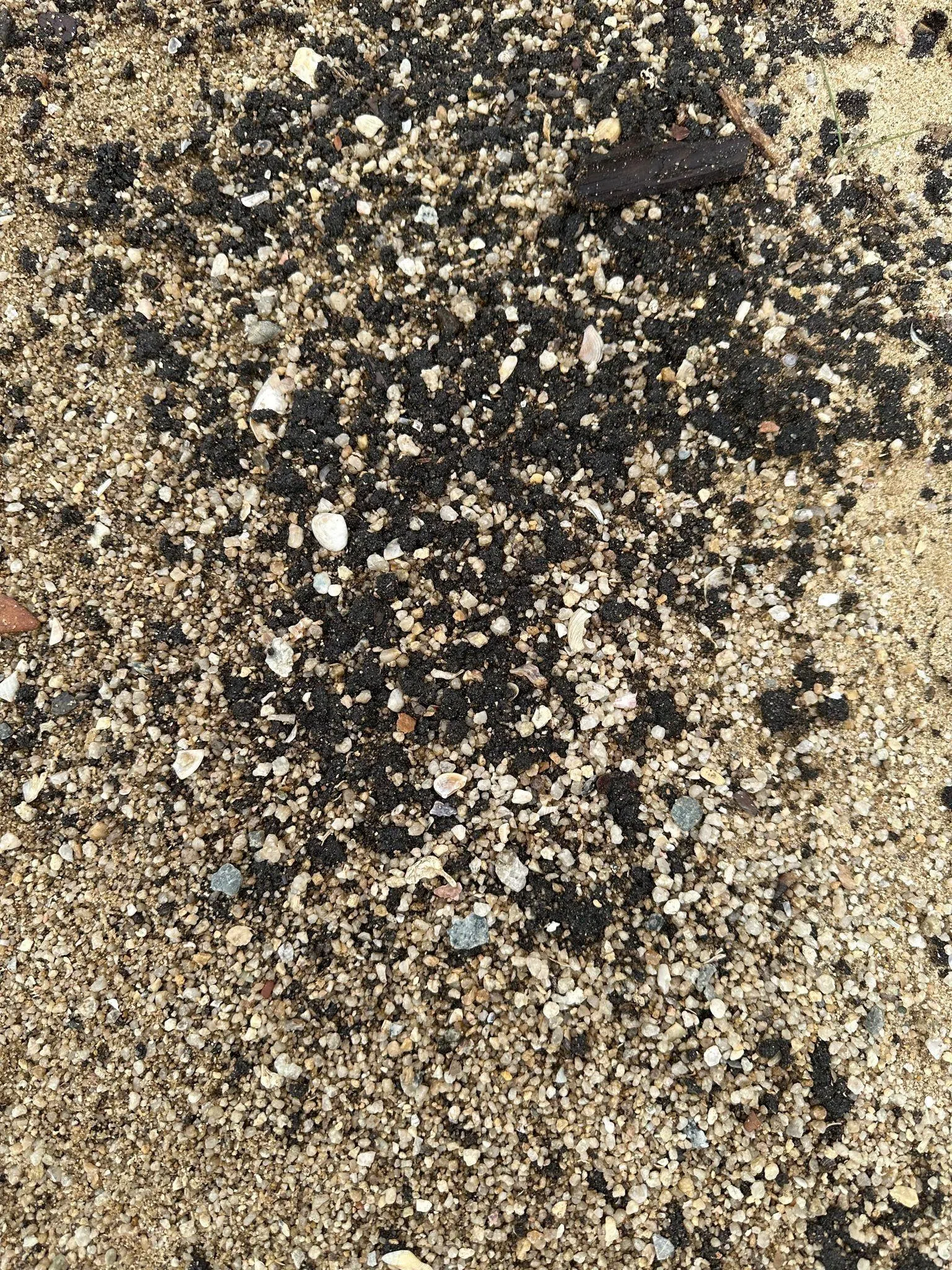 油污在沙子里凝固成焦油球，当局有意动员义工协助清除受影响海滩的焦油球。（永续部提供）