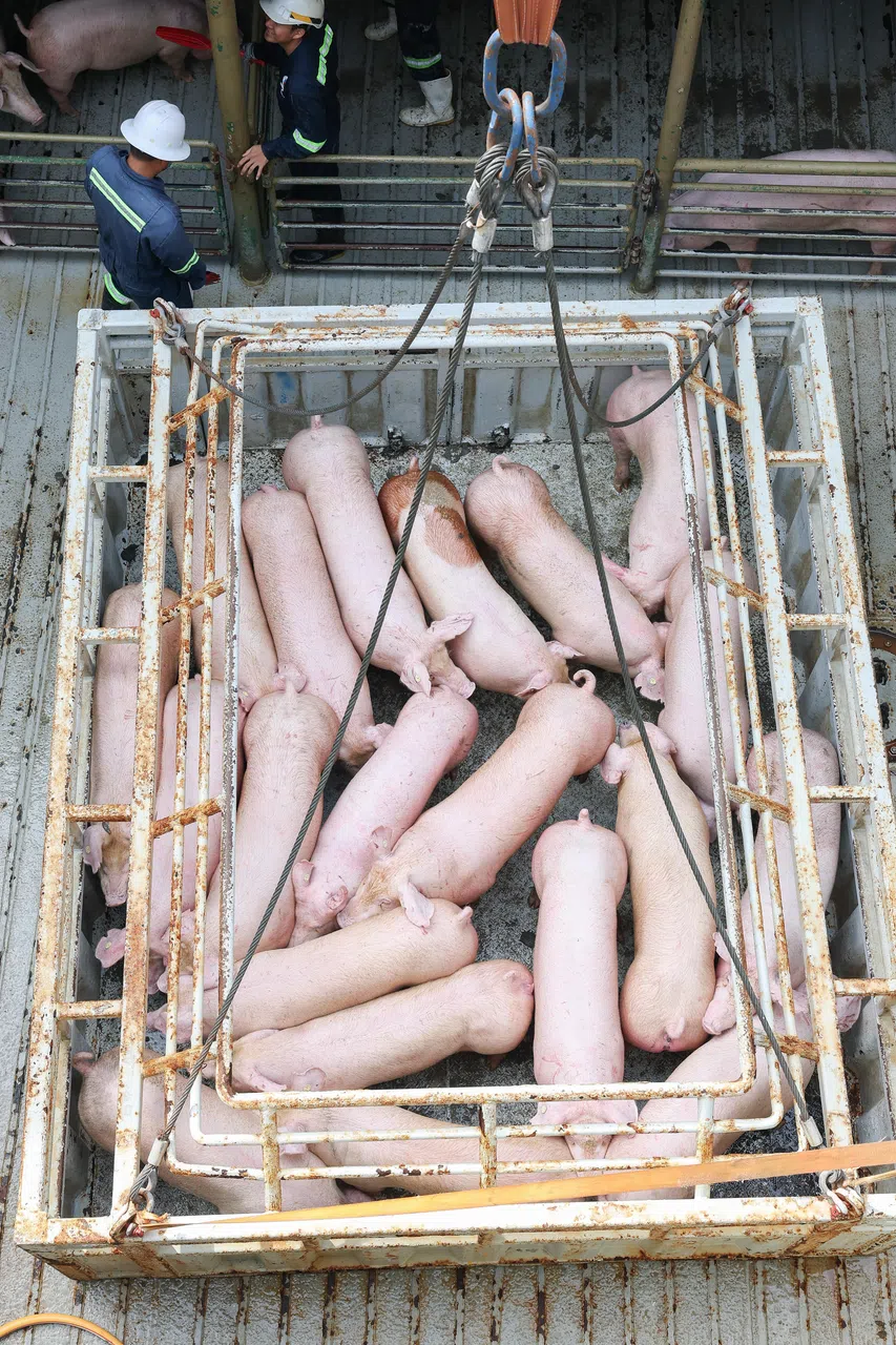 活猪运抵裕廊码头后，在上岸前都会先“洗澡”确保卫生安全，然后送往裕廊布罗巷（Buroh Lane）的屠宰场分批宰杀。经放血和初步处理的猪只，去头后分出两半“猪边”，随即马上以冷藏卡车送到OJJ食品供应位于裕廊西的猪肉加工厂。其他等待宰杀的活猪都会暂时养在屠宰场等候区内。（平价集团提供）