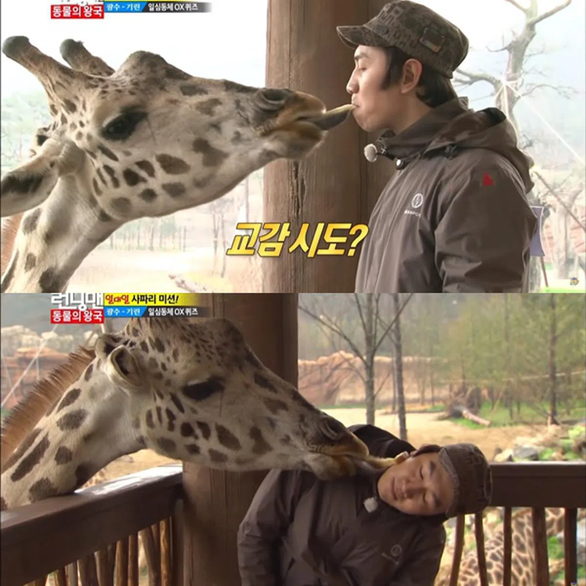 李光洙跟长颈鹿亲密接触。（视频截图）