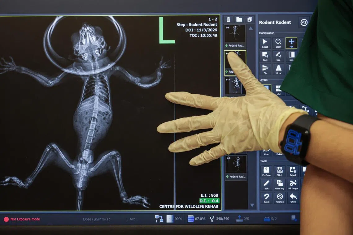 在野生动物康复中心，兽医会为动物们做全面的检查，包括照X光。图为一只因缺钙导致左前肢骨骼变形的蜜袋鼯（sugar glider）X光片。 蜜袋鼯也是本地禁止作为宠物饲养的物种。（李冠卫摄）
