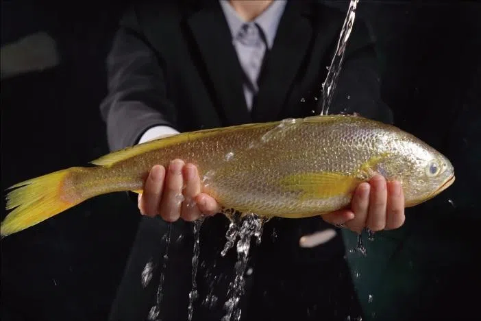 在温州饮食文化中，黄鱼具有极高地位，重要场合都少不了它。（餐馆提供）