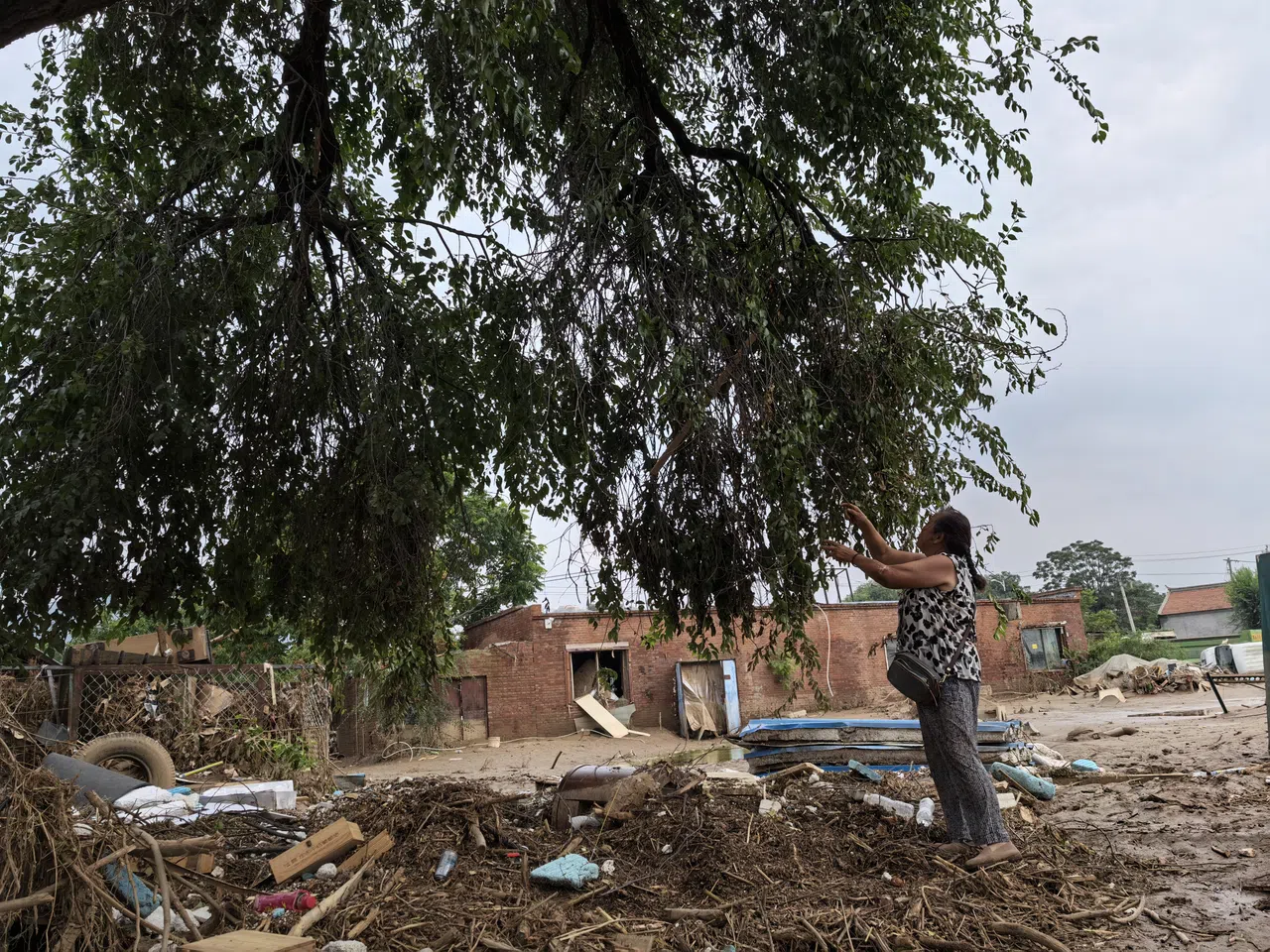 李大娘指着救了她一命的榆树，眼中满是感慨。（周岳翔摄）