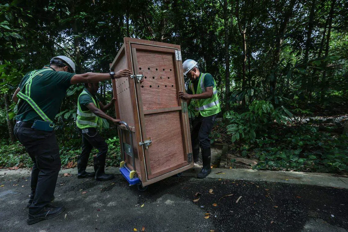从罗厘卸下后，饲养员会小心翼翼地把飞禽移到它们所属的鸟舍。（白艳琳摄）