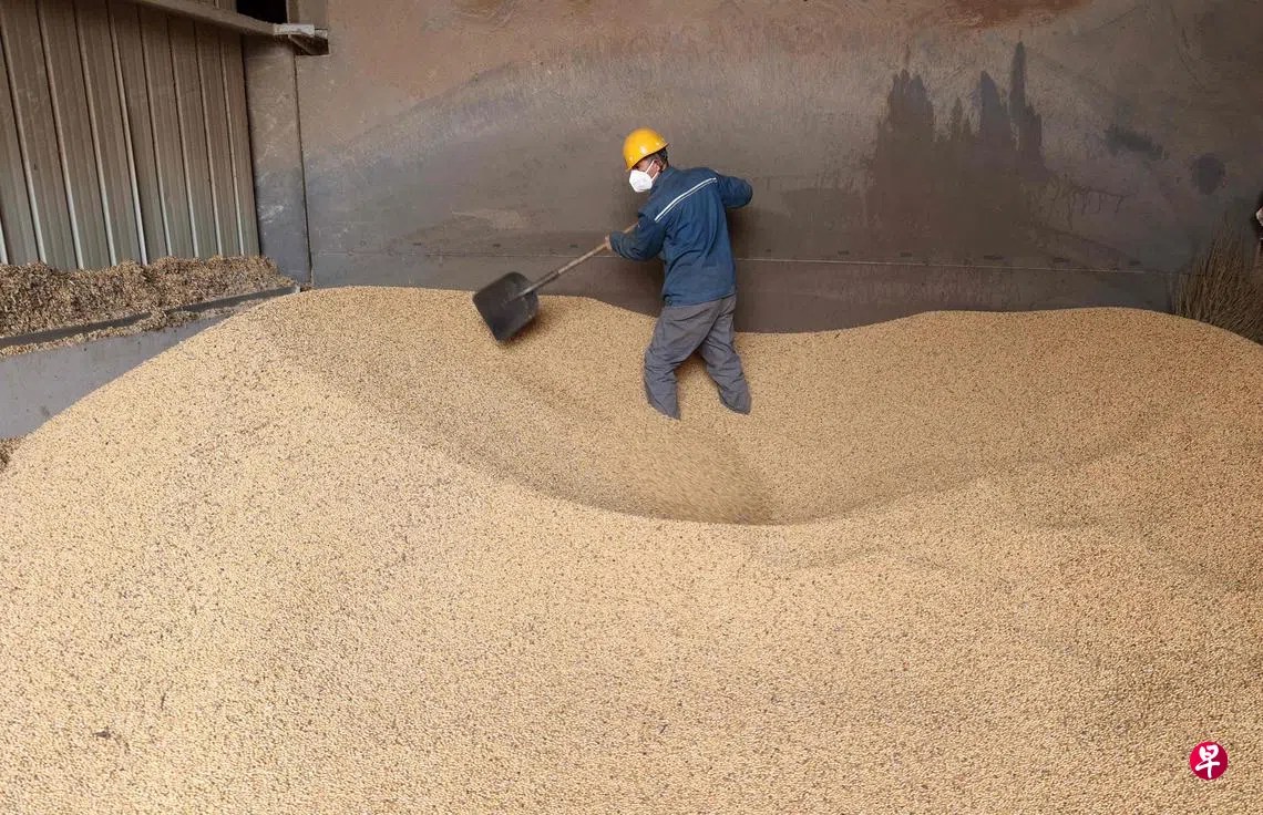 分析：中美协议若难落地美大豆出口恐减两成| 联合早报