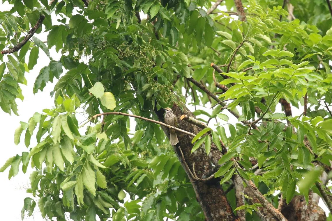 在2022年第19届《濒危野生动植物种国际贸易公约》缔约方大会上，新加坡连同马来西亚和美国倡议，把黄冠鹎列入公约附录一，是最严格的贸易监管，避免动物绝迹。（Tembusu Asia Consulting提供）