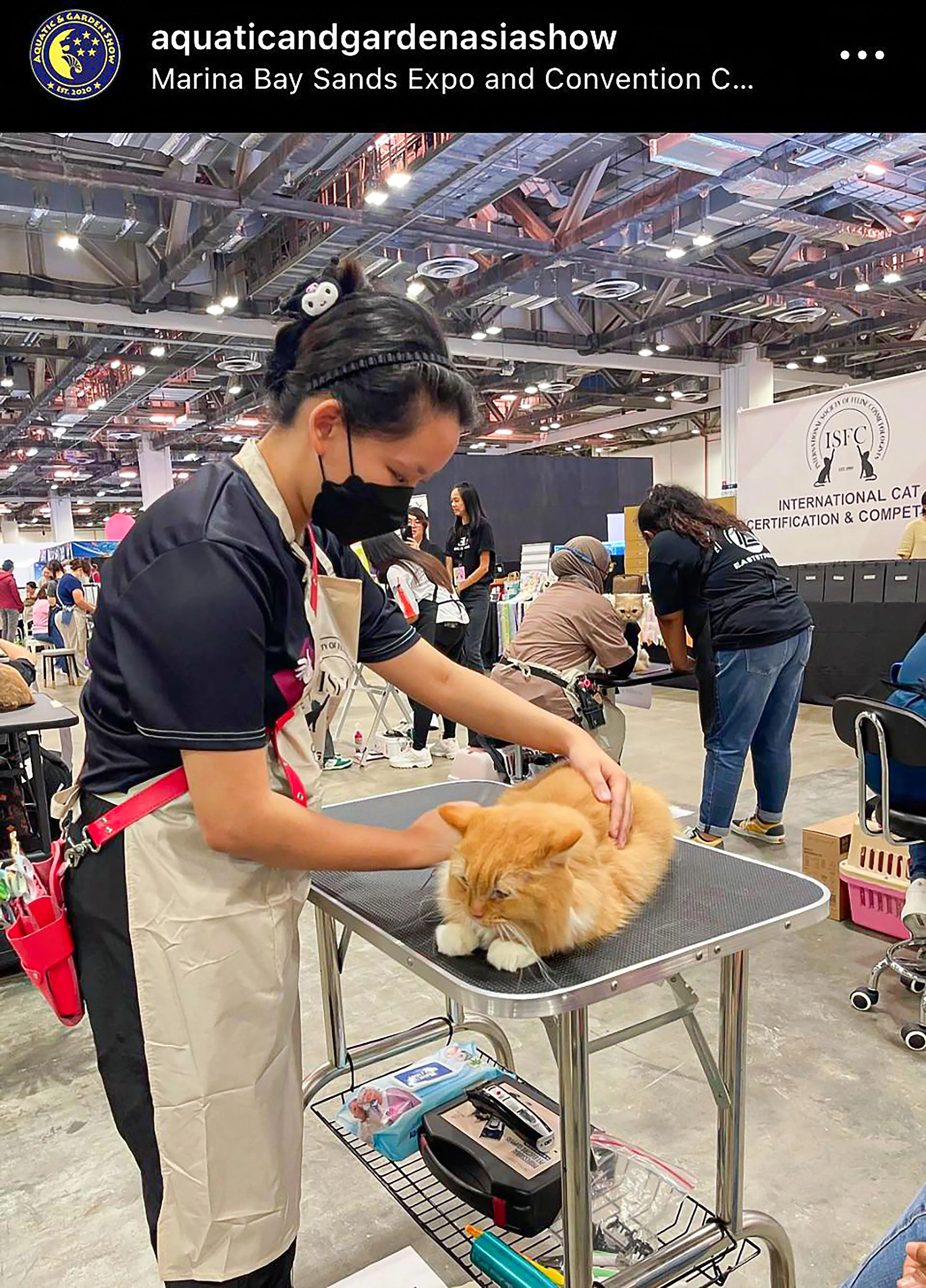 50名专业宠物美容师将在AGPAS犬类美容赛切磋才艺，角逐全国最佳奖。（受访者提供）