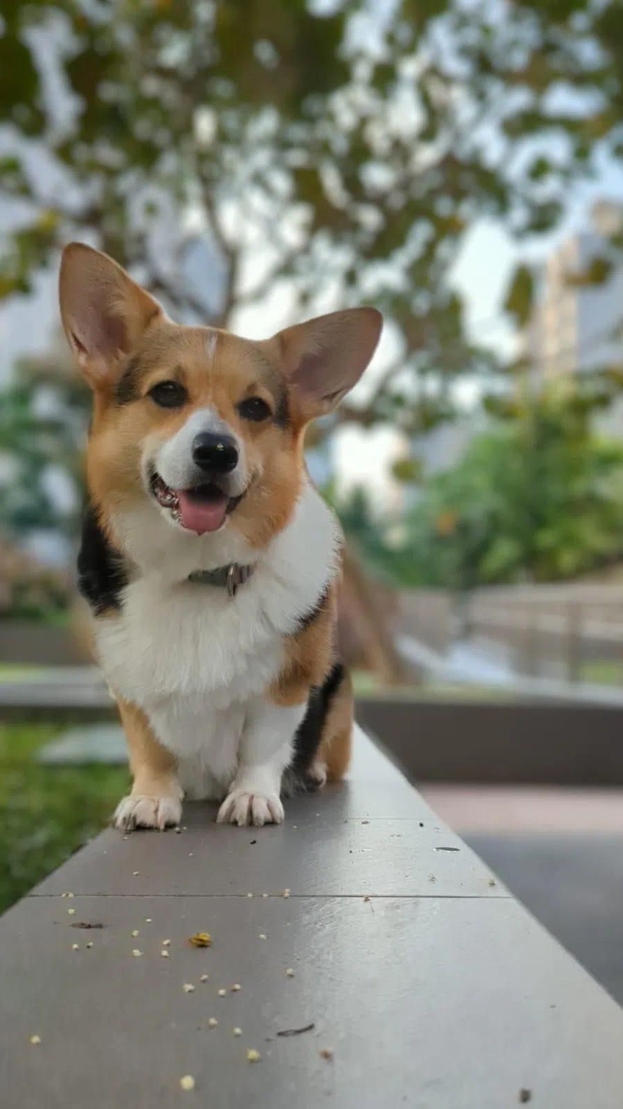 柯基犬丽丽（受访者提供）