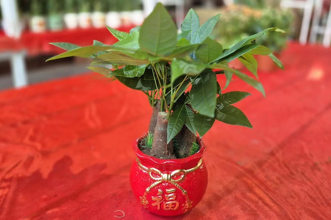 发财树命力顽强，春节期间很抢手。（林弘谕摄）