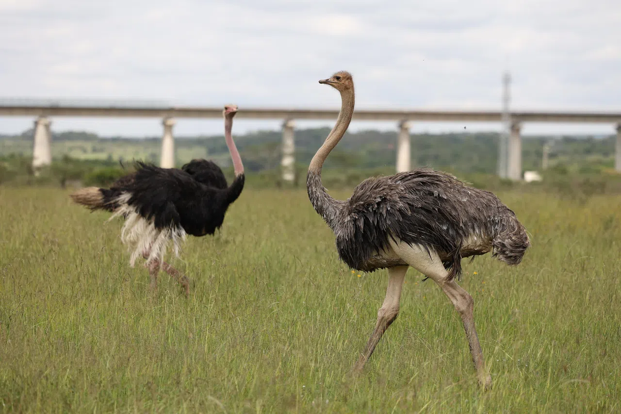 两只野生鸵鸟在内罗毕国家公园内，迈开矫健的步伐奔走。（何家俊摄）