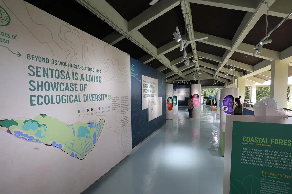 从星期六（8月2日）起，公众可免费参观翻新后的圣淘沙自然探索中心，翻新的空间设有五个新主题区，让访客免费了解圣淘沙的动植物生态。（邬福梁摄）