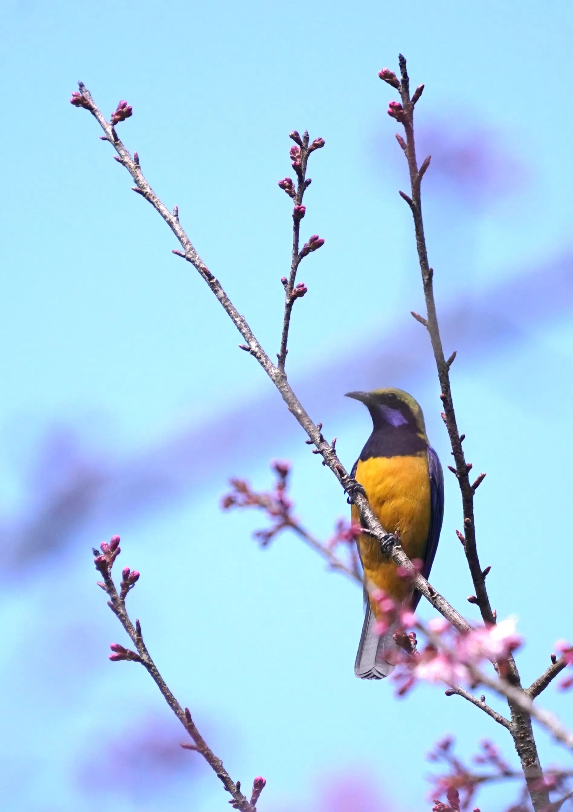 雄橙腹叶鹎站在还未开花的枝头。（作者提供）