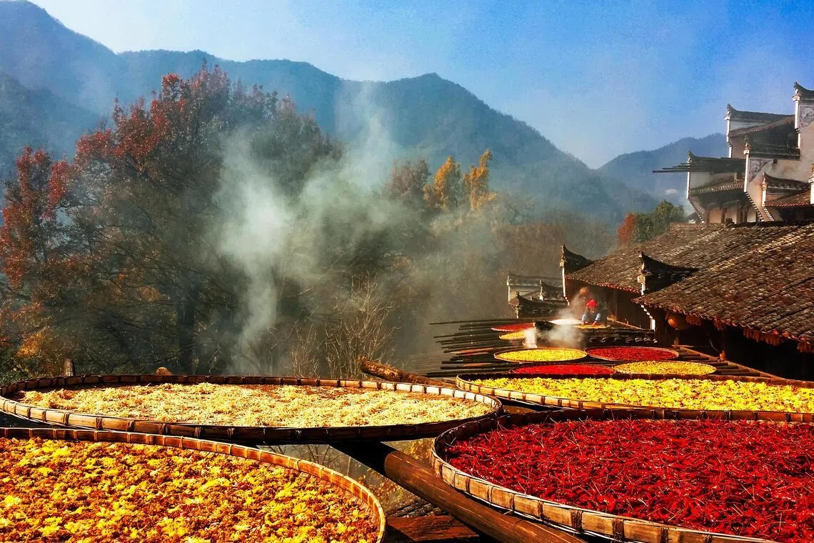 篁岭家家屋顶上竹匾错落，红辣椒、黄玉米等铺陈其间，阳光底下色彩斑斓，空气中弥漫着粮食干香。（婺源篁岭官网）