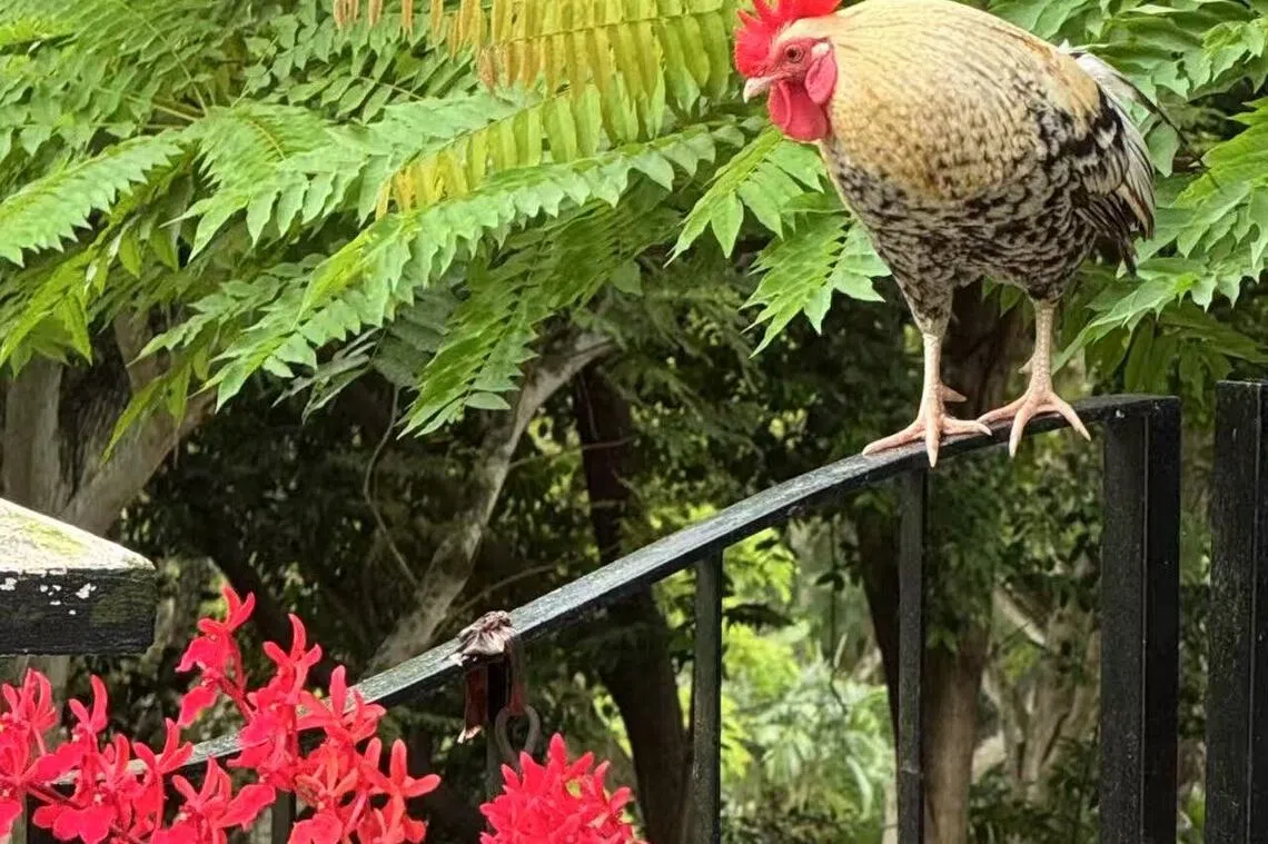 这只芦花山鸡，每天清晨都站在院子铁门上引颈打鸣，宣示它的主权。（作者摄）