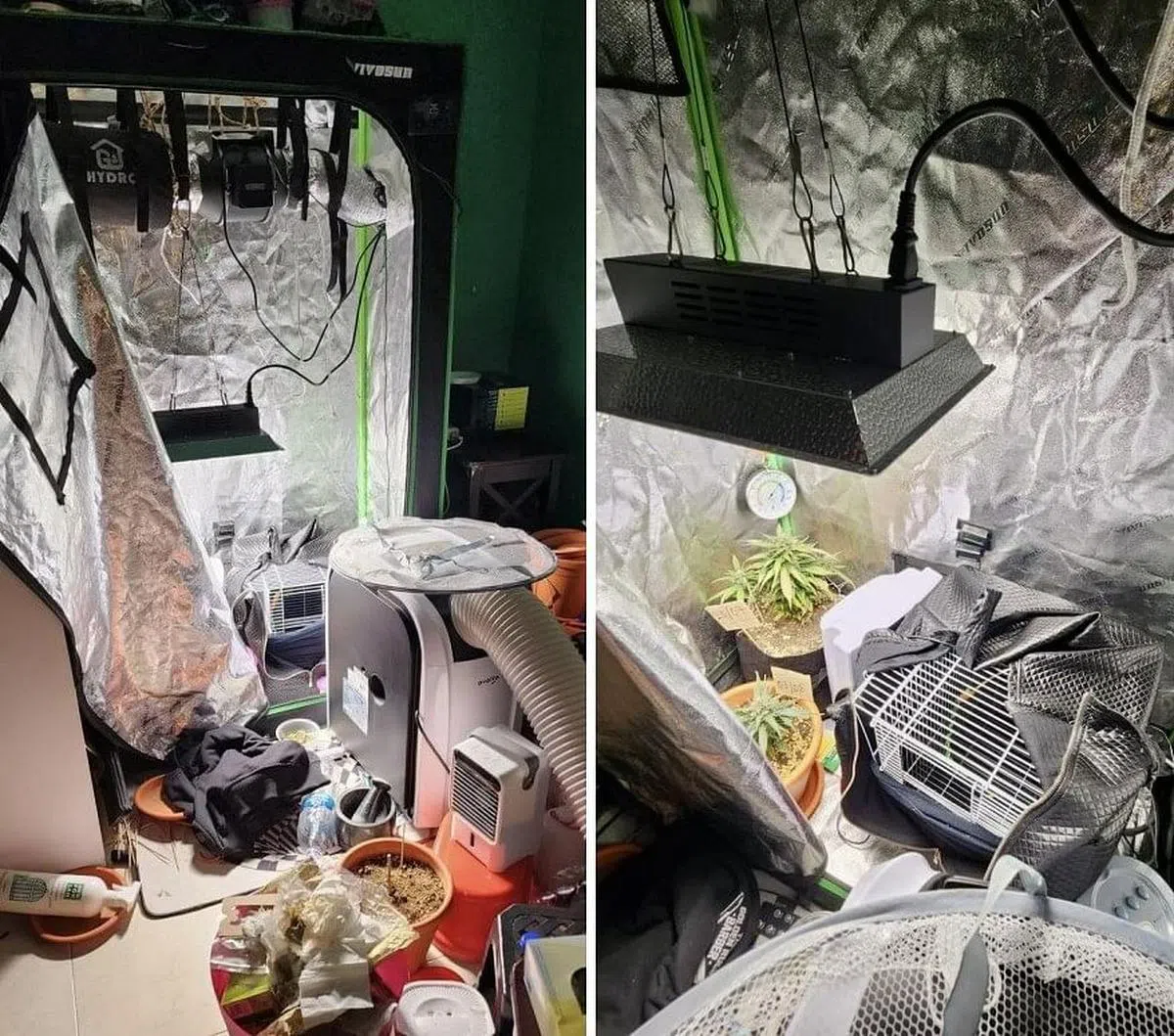 男子种植大麻的设备“齐全”，包括搭建了一个控制气温和湿度的迷你温室。（中央肃毒局提供）