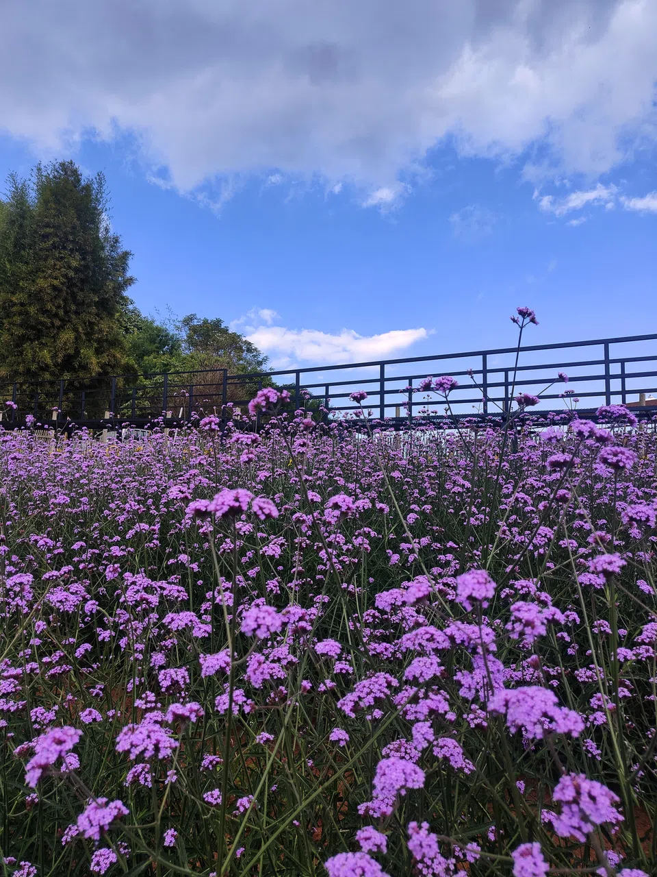 随处可见的马鞭草为蒙占山增添一丝浪漫与神话色彩。（陈默汎摄）