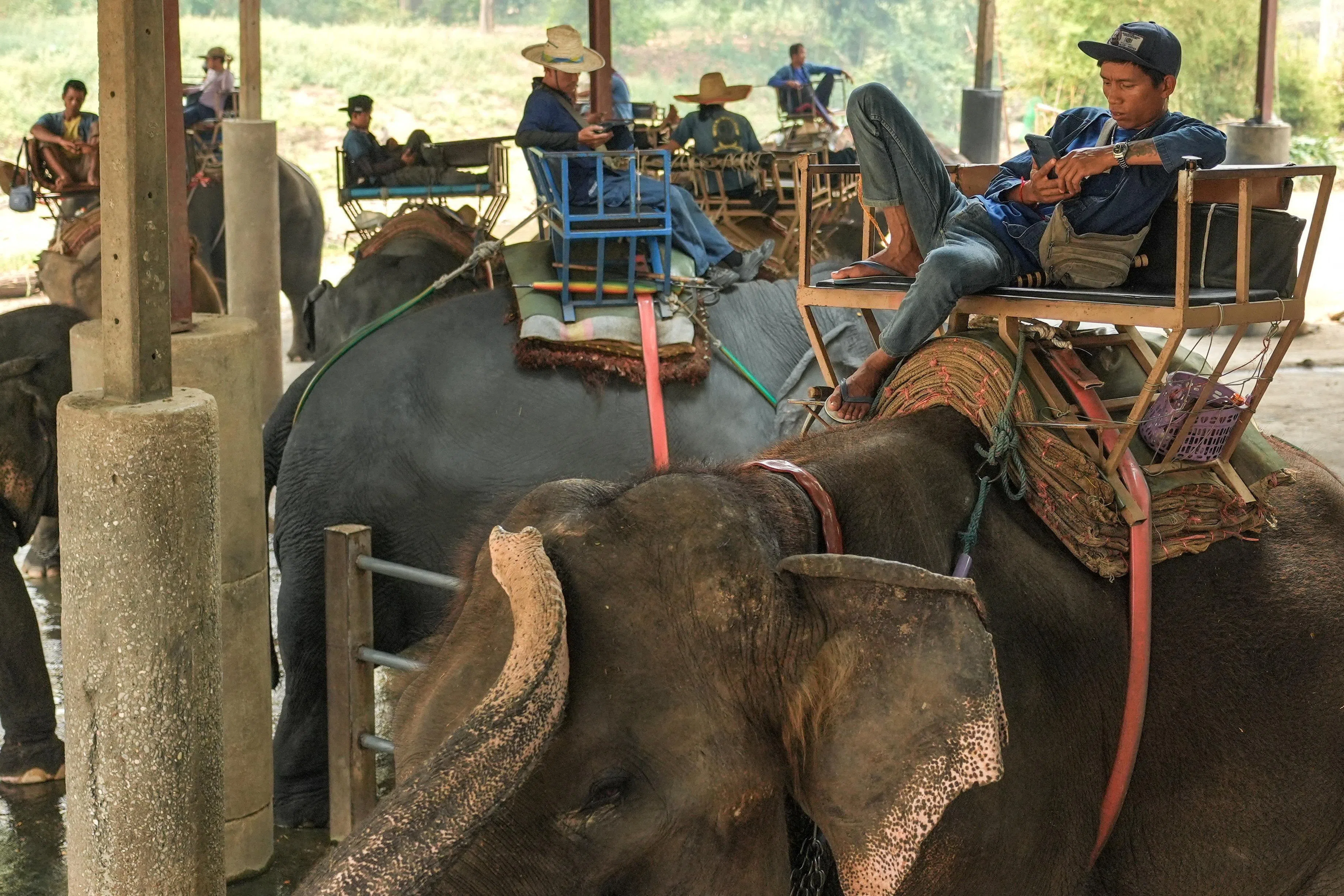 全球能源危机导致航空公司削减航班，机票价格上涨，影响游客出游兴致。泰国清迈府一个大象公园的驯象师等待游客上门。（路透社）