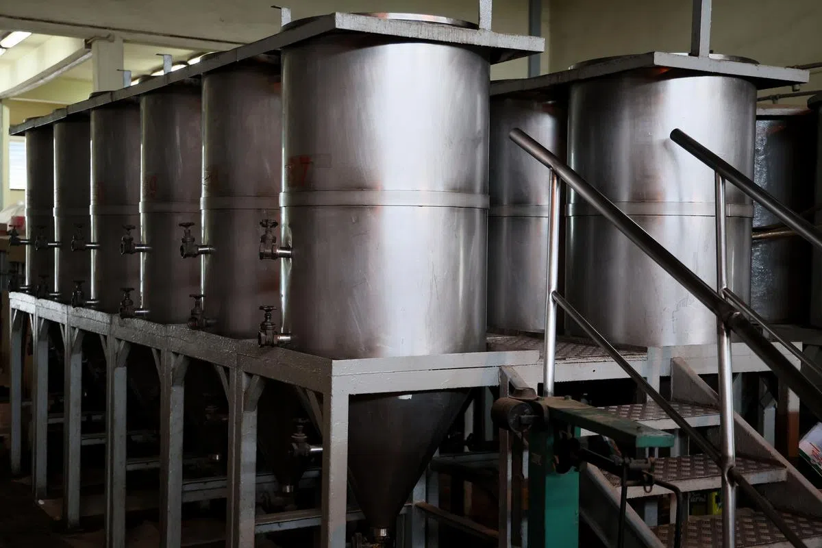 【沉淀】将新鲜压榨出的麻油输送到容器内自然冷却沉淀，这个过程需要至少三天时间。（龙国雄摄）